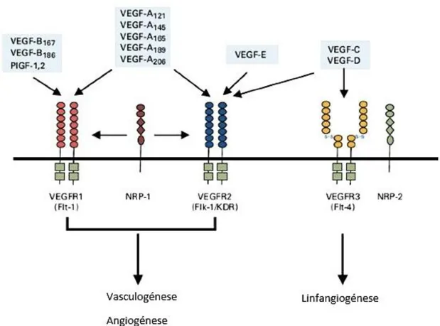 Figura 4. Ligações específicas dos diferentes VEGF  aos seus recetores. (Adaptado de: Hicklin  et al., 2005)