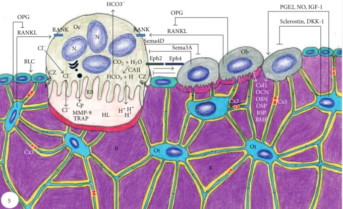Figure 5: Schematic summary of bone tissue showing bone cells and the relationships among them and with bone matrix (B)