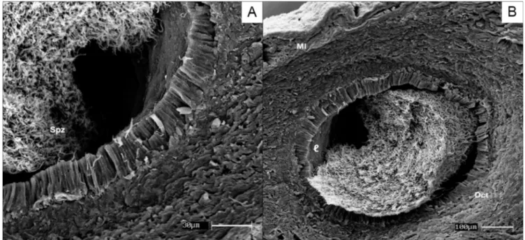 Figure 1. Histology of vas deferens of scorpion mud turtle (Kinosternon scorpioides) in rainy and dry seasons