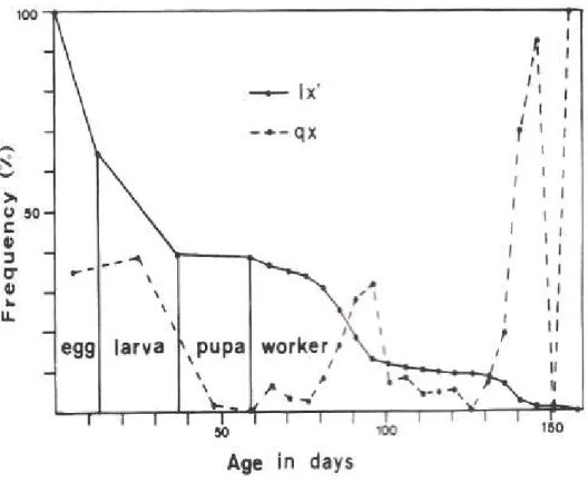 Figure 1 - Survivorship (lx’) and rate of mortality (qx) curves of immature stages and workers of Polistes cinerascens.