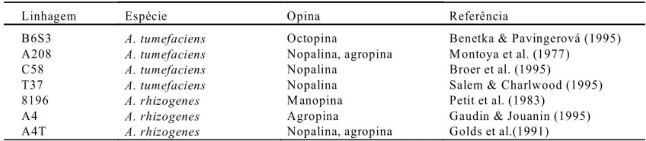 TABELA 1.  Linhagens selvagens de Agrobacterium usadas e sua classificação por tipo de opina sintetizada.