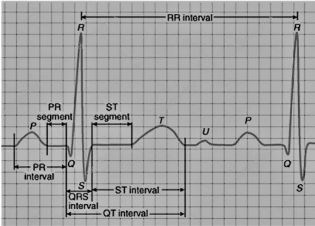Figure 2.4: Heart-beat representation [4]