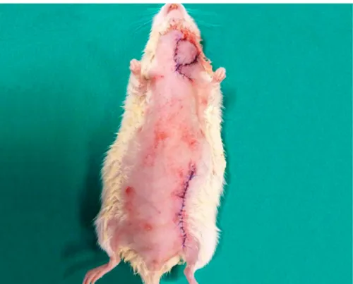 Figure 12. Photograph of ventral aspect of the rat immediately after the surgery.