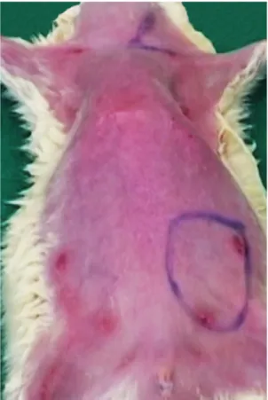 Figure 7. Surgical anatomy of the epigastric flap's nutrient vessels under the operating microscope (10X magnification).