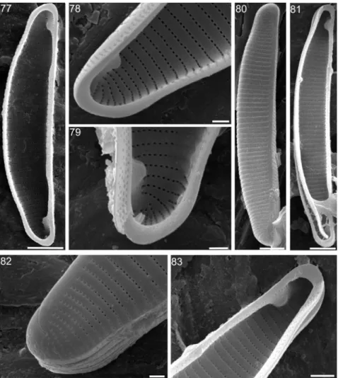 Fig. 82. Detail of valve end in external view. Fig. 83. Detail of valve end in internal view