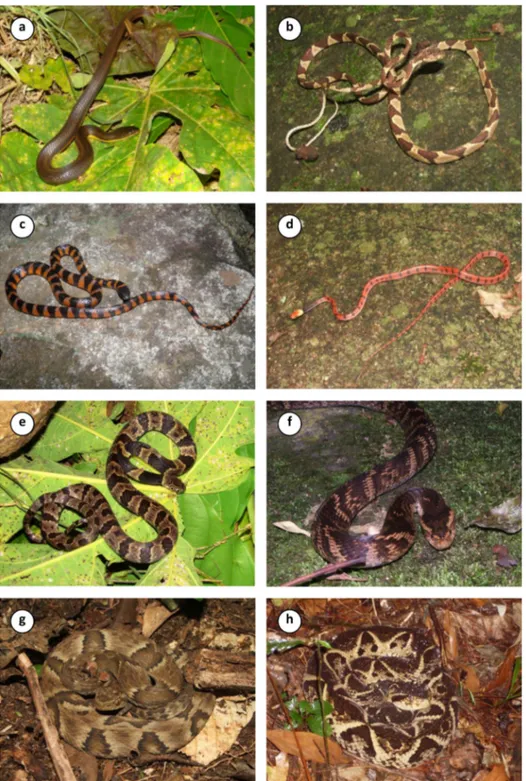 Figure 7. Some reptiles recorded in the Reserva Ecolo´gica de Guapiac¸u, southeastern Brazil: a) Helicops carinicaudus; b) Imantodes cenchoa;