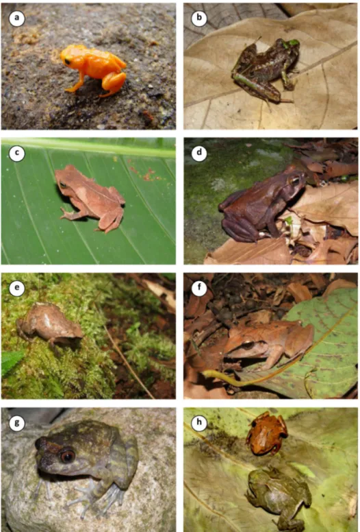 Figure 2. Some anurans recorded in the Reserva Ecolo´gica de Guapiac¸u, southeastern Brazil: a) Brachycephalus ephippium; b) Ischnocnema guentheri;