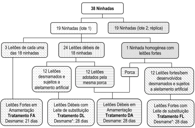 Figura 8 – Esquema do delineamento do ensaio experimental 1. 