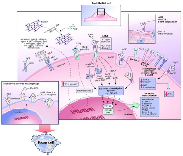 Figura  3:  Efeitos  intra  e  extracelulares  dos  AGEs  (GOLDIN  et  al.,  2006).  AGE  -  Produtos  finais  da  glicação  avançada;  RAGE  -  Receptor  de  AGE;  CML  -  Carboximetil  lisina; ROS -  Espécies reativas de oxigênio; NF κB - Fator nuclear k