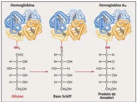 Figura  4:  Formação  da  hemoglobina  glicada  (HbA 1c ). 