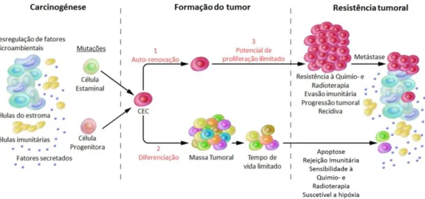 Figura 1 – Célula estaminal cancerígena, carcinogénese e resistência tumoral. (A) Os tumores podem surgir  de  células  somáticas  a  partir  de  mutações  genéticas  de  genes  associados  ao  cancro