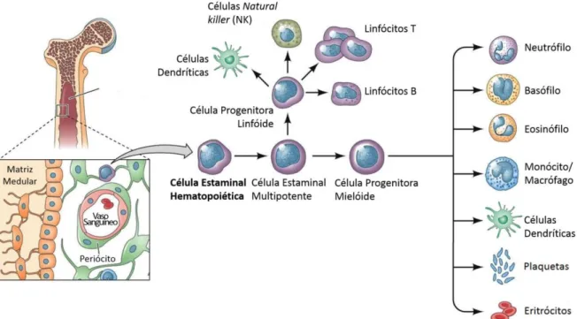Figura  2  –  Esquema  representativo  da  Hematopoiese.  A  célula  estaminal  hematopoiética  (CEH), 
