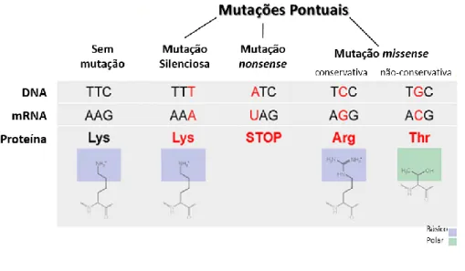 Figura 4 – Consequências das mutações pontuais (Adaptado de Metzler, n.d.). 