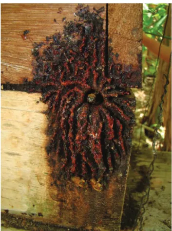 Figure 1. Colony entrance of Melipona mondury.