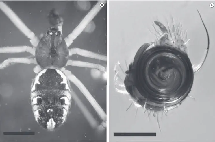 Figure 2. Latrodectus geometricus, male: a) dorsal view. Scale: 1 mm; b) bulb, ventral view