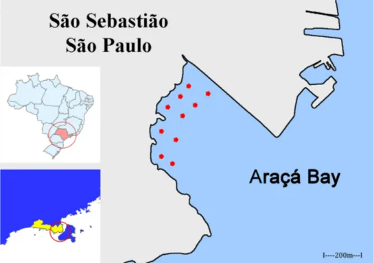 Figure 1. Map showing the research site and sampling points in the Araçá Bay mangrove swamp in the city of São Sebastião, São Paulo, Brazil.