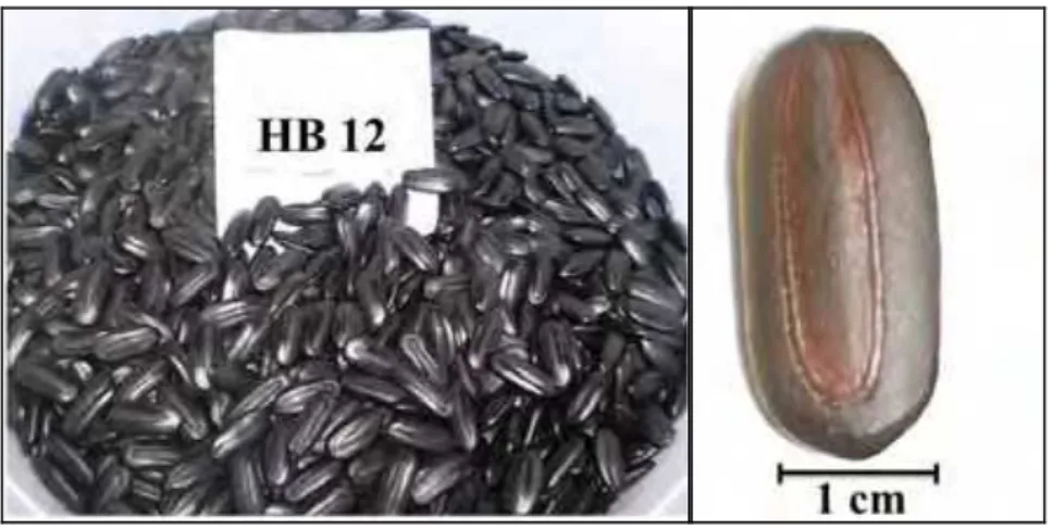 Figura 4.  Biometria das sementes de Parkia gigantocarpa. Botucatu, UNESP-FCA,  2013. (Foto: Hellen Barros)