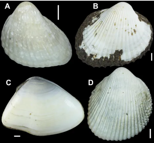 Figure 4. External view of shell of the bivalves collected from estuary of Paraíba River on surrounding Treze de Maio and Costinha de Santo Antônio properties: 