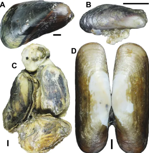 Figure 6. External view of shell of the bivalves collected from estuary of Paraíba River on surrounding Treze de Maio and Costinha de Santo Antônio properties: 