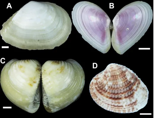 Figure 8. External view of shell of the bivalves collected from estuary of Paraíba River on surrounding Treze de Maio and Costinha de Santo Antônio properties: 
