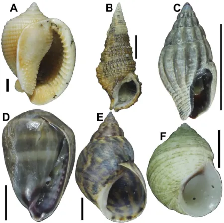 Figure 10. Ventral view of shell of the gastropods collected from estuary of Paraíba River on surrounding Treze de Maio and Costinha de Santo Antônio properties: 