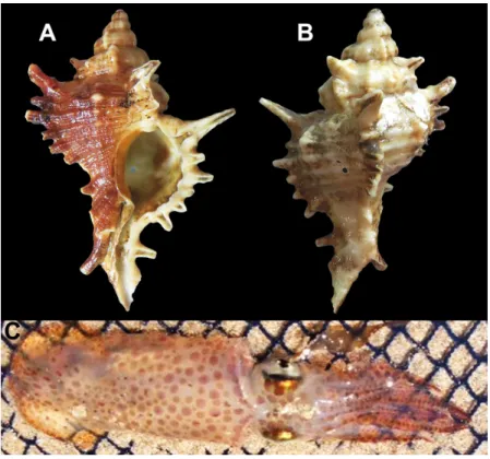 Figure 13. Ventral (A) and dorsal (B) view of shell of the gastropod Chicoreus brevifrons (length: 4.7 cm) and dorsal view (C) of the cephalopod Lolliguncula brevis  (length: about 10 cm) collected from estuary of Paraíba River on surrounding Treze de Maio