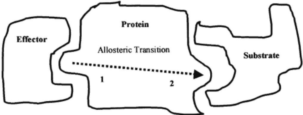 Figure 1. The binding of an effector with a protein at the active site 1 causes an allosteric transition and then site 2 of the protein binds with the substrate.