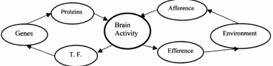 Figure 2. Epigenetic and Functional Cycles Meet in the Brain. The Epigenetic Cycle: