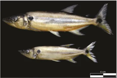 Figure 3. Specimens of  Acestrorhynchus pantaneiro (above CIFURG 200, below  CIFURG 201) collected in Marinheiros Island, Patos Lagoon estuary, southern Brazil.