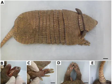 Figure 1: Photomicrographs of six-banded armadillo (Euphactus sexcinctus) showing the animal in dorsal view (A), and the various lesions found in the mouth (B), the  forelimbs (C), the hind limbs (D) and tail (E)