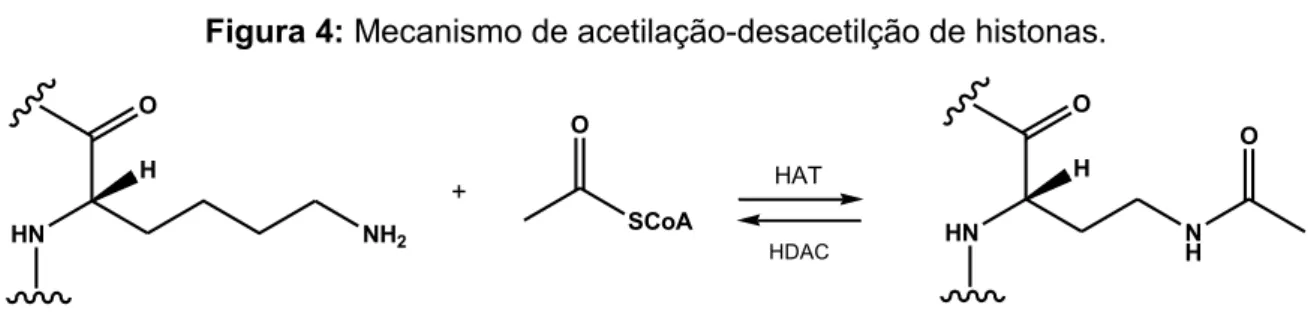 Figura 4: Mecanismo de acetilação-desacetilção de histonas. 