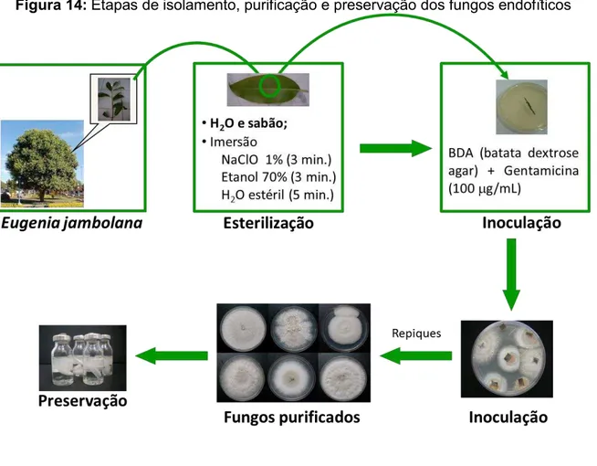 Figura 14: Etapas de isolamento, purificação e preservação dos fungos endofíticos 
