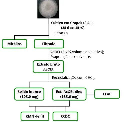Figura 18: Fluxograma de cultivo e obtenção do extrato bruto produzido por B. parva