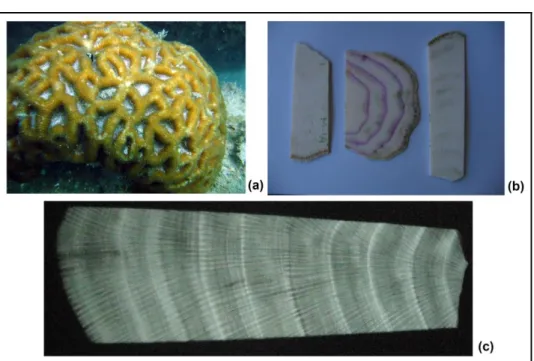 Figura 1 – (a) Imagem do coral hermatípico da espécie Mussismilia hispida em ambiente marinho