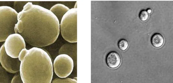 Figura 2. Microscopia eletrônica de S. cerevisiae   Figura 3. Microscopia óptica de S