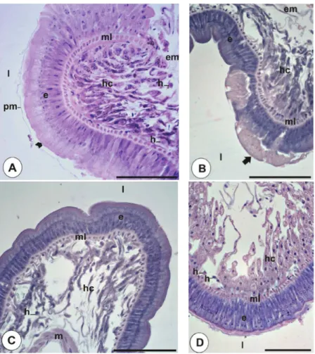 Figure 1: Micrographs of the R. padbergi midgut stained with HE. (A) Animals exposed for 7 days to the control soil; (B, C) animals exposed for 7 days to soil + biosolid; (D) animals exposed for 30 days to soil + biosolid