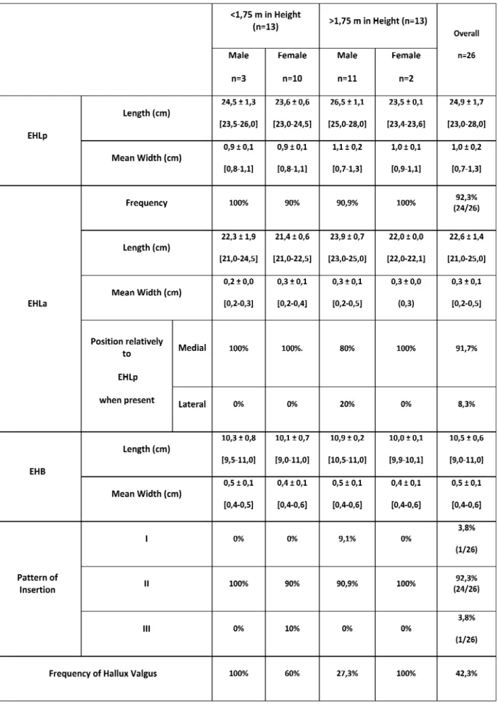 Table 1. Morphometric features of the extensor tendons of the hallux in 26 feet. EHLp- extensor hallux longus proprius tendon; EHLa - -extensor hallux longus accessorius tendon; EHB - -extensor hallux brevis tendon