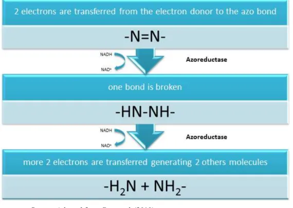Figure 4 – Steps of the azo bond cleavage 