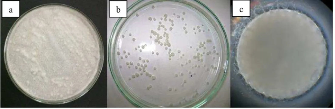 Figure 1 – P. chrysosporium  in 2% Malt culture medium (a), in paramorphogenic form (b),  pellet at 40x mag (c) in optical microscope 