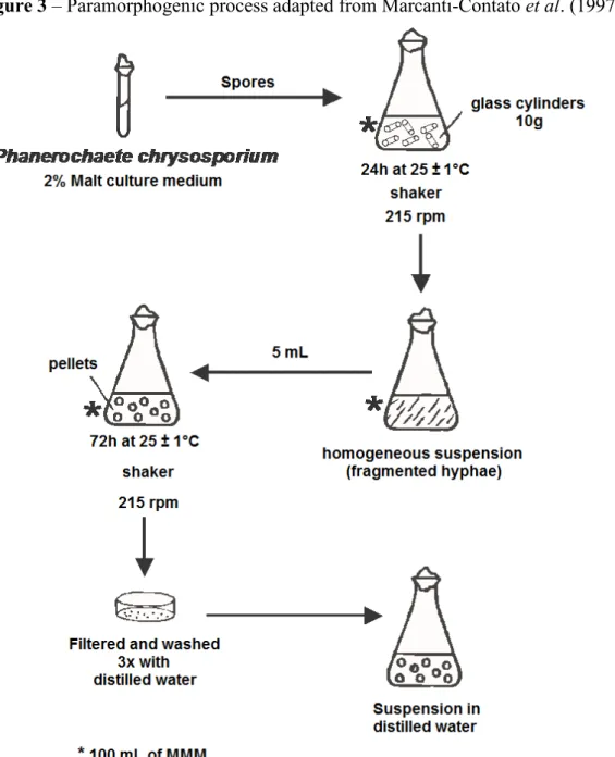 Figure 3 – Paramorphogenic process adapted from Marcanti-Contato et al. (1997) 