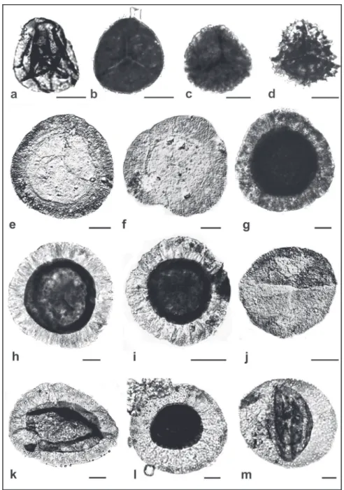 Figure 3 - Photomicrographs of selected palynomorphs. (a)  Calamospora sp., slide  MP-P 8919, England Finder coordinate J37-2, (b)  Punctatisporites gretensis, 10257,  V36;  (c)  Convolutispora  sp., 10257, L47; (d)  Cristatisporites inconstans, 10258, N48