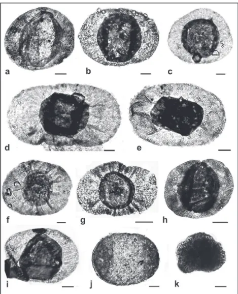 Figure 4 - Photomicrographs of selected palynomorphs. (a) Potonieisporites novicus,  slide MP-P 10257, England Finder coordinate T38; (b)  Potonieisporites barrelis,  8919, E53; (c)  Potonieisporites lelei ,  8919,  W52;  (d)  Potonieisporites congoensis, 