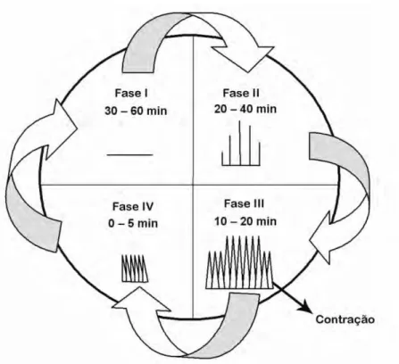 Fig.  1-       Motilidade   gastrintestinal  no período interdigestivo  –  Complexo  Motor  Migratório  (CMM)                      (Modificado de Chawla et al., 2003)