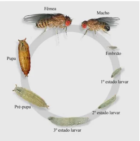 Figura 2: Ciclo de vida da D. melanogaster. (Drosopphila melanogaster, 1998, acedido em 20 de junho de 2014  em: http://html.rincondelvago.com/drosophila-melanogaster_5.html)