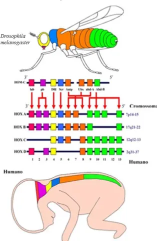 Figura 4: Representação do complexo Drosophila Hom-C e a similaridade com os genes Hox encontrados nos  mamíferos (Adaptado e traduzido de Lappin et al 2006)