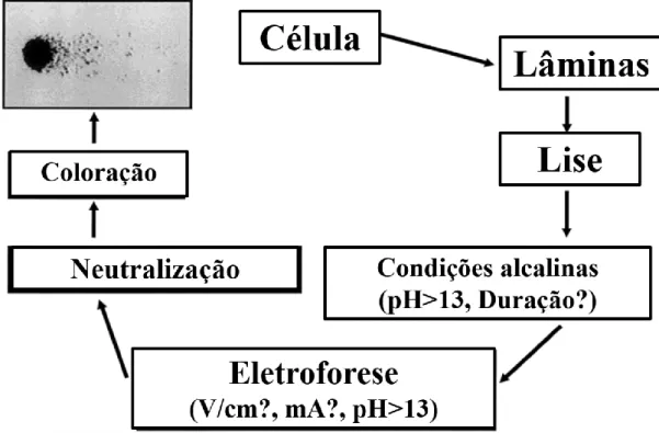 Figura 5: Representação esquemática das fases criticas do ensaio do cometa em meio alcalino (pH&gt;13) (Adaptado  e traduzido de Tice et al, 2000)