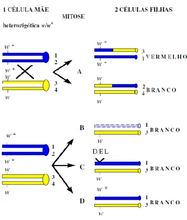 Figura  7:  Esquema  genético  ilustrando  os  diferentes  acontecimentos  genéticos  que  podem  ocorrer  no  teste  SMART white/white + 