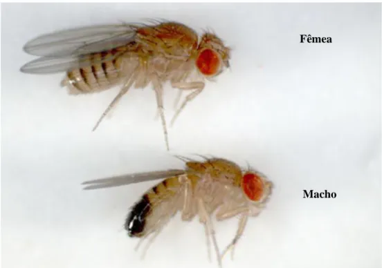 Figura 9: Representação da Drosophila melanogaster macho e fémea. (Adapatado de Drosophila melanogaster  adultes, acedido em 20 de junho de 2014 em: 