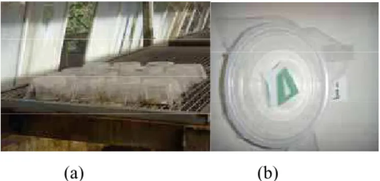 Figura 2 – (a) Localização das amostras na casa de vegetação (b) recipiente plástico com amostra