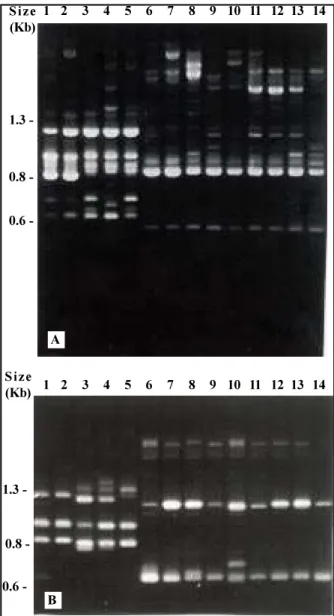 FIG.  2. Agarose gel showing results from RAPD finger- finger-printing of Bemisia spp